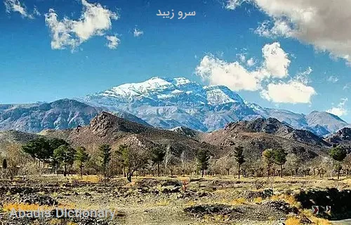 سرو زیبد